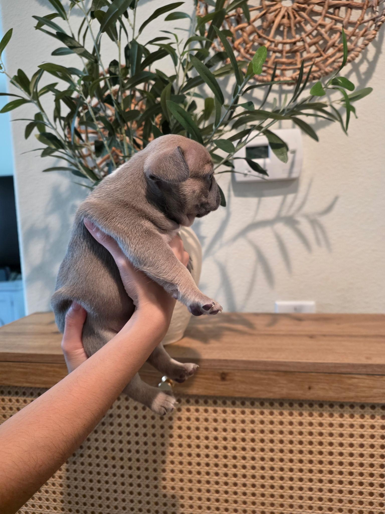 Lily Ann, a ADOPTABLE French Bulldog in Penryn, CA image 2/2