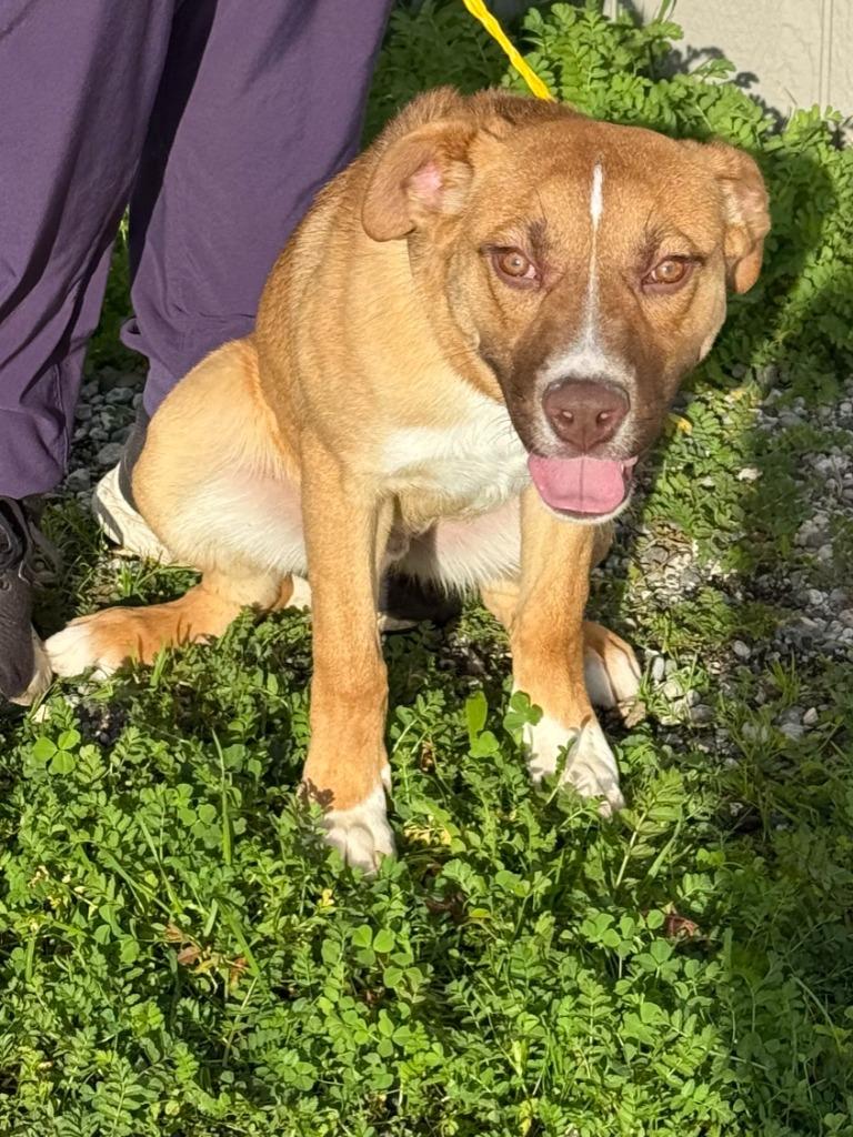 Carhartt, Adoptable, Young Male Pointer & Husky.