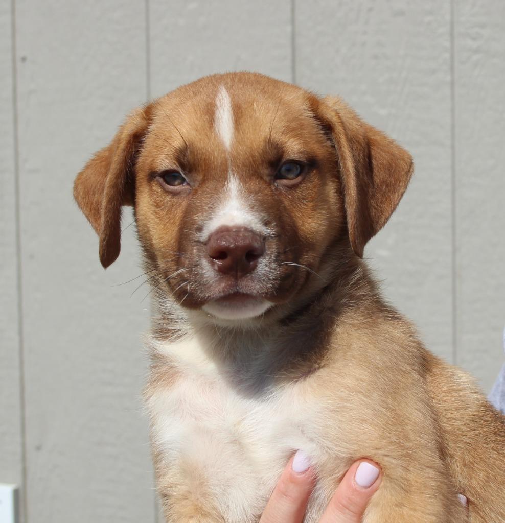 Carhartt, a Adoptable mixed breed in Vacaville, CA image 2/3