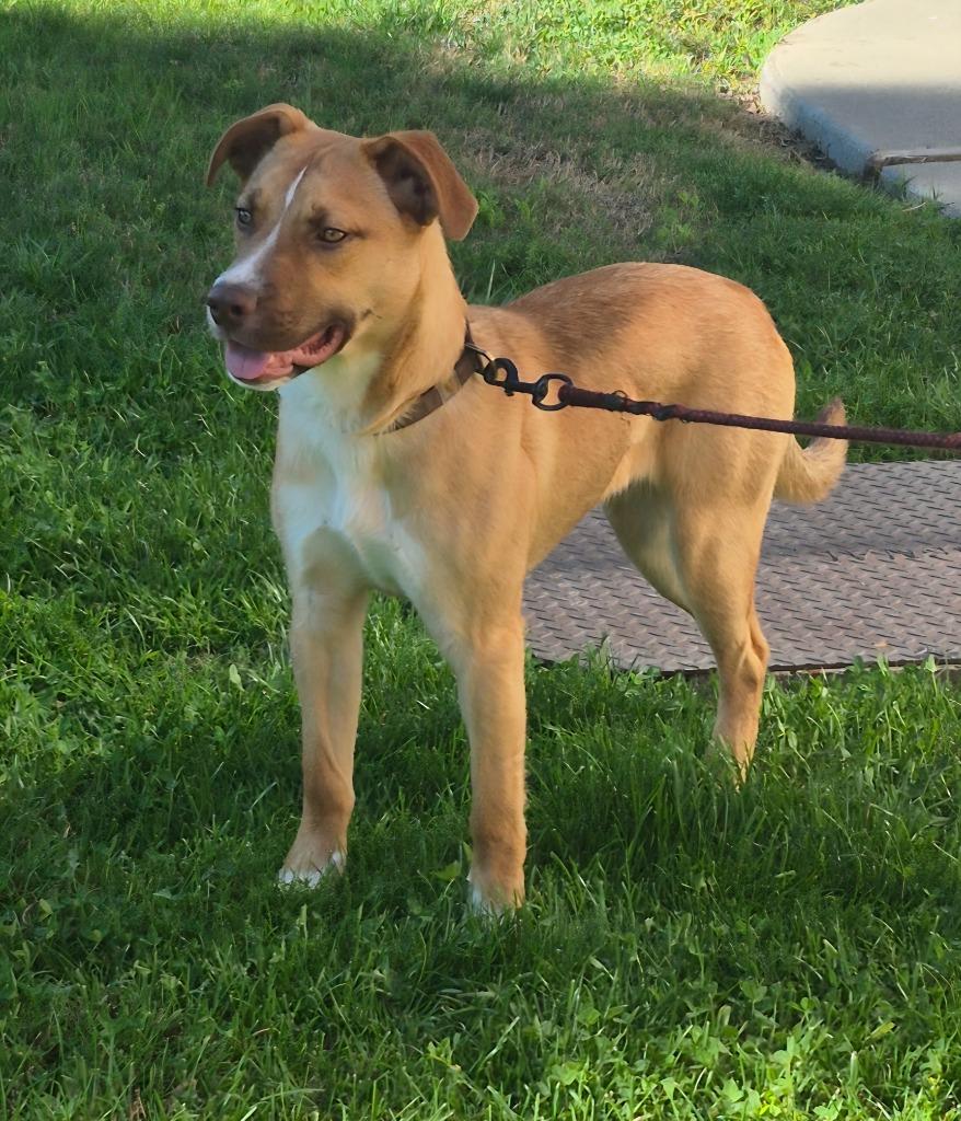 Carhartt, a Adoptable mixed breed in Vacaville, CA image 3/3