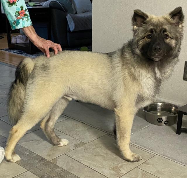 Sabre Hasani, ADOPTABLE, Adult • Male, Keeshond.