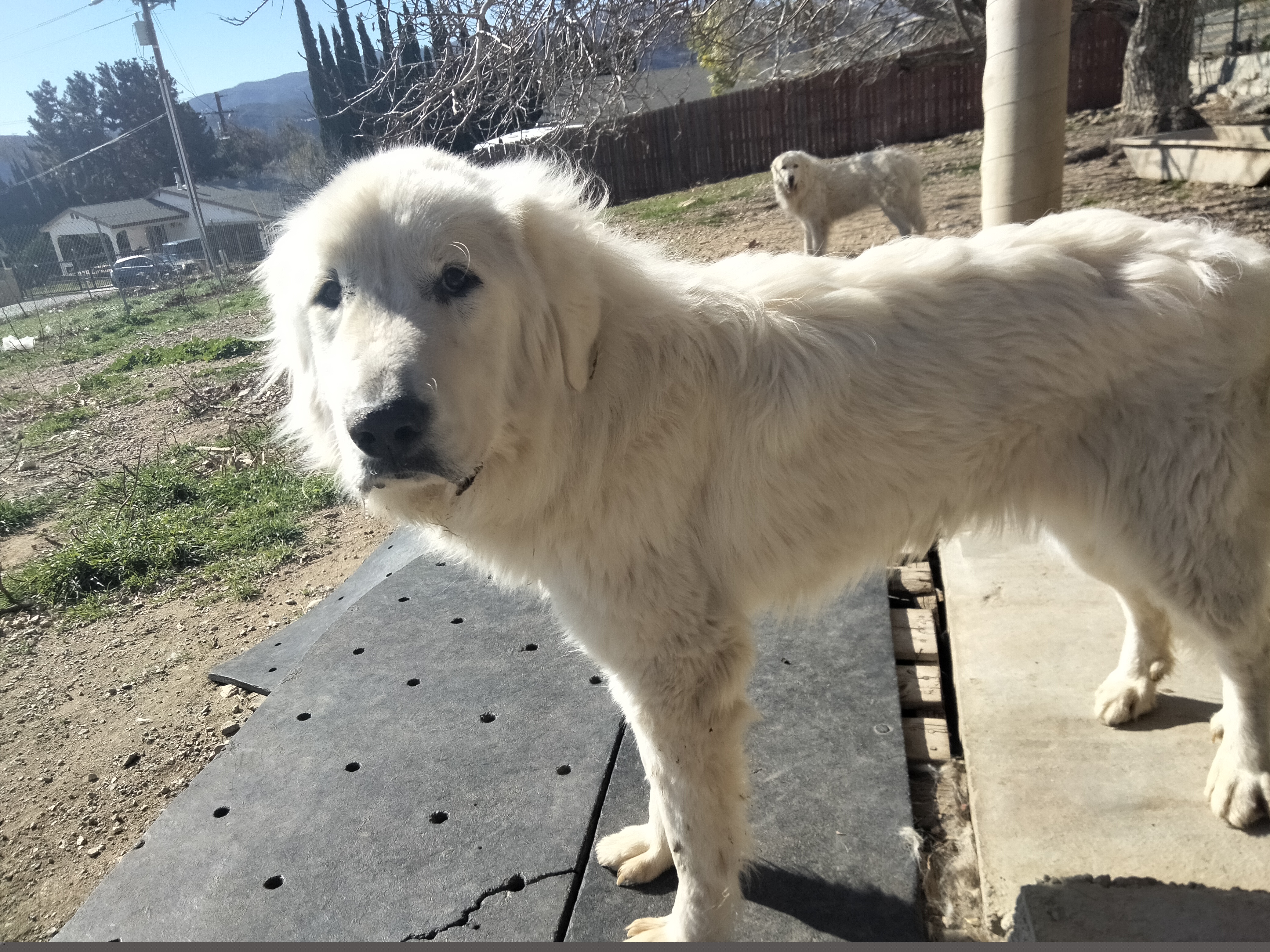 Kai, a Adoptable Great Pyrenees in San Bernardino, CA image 1/2