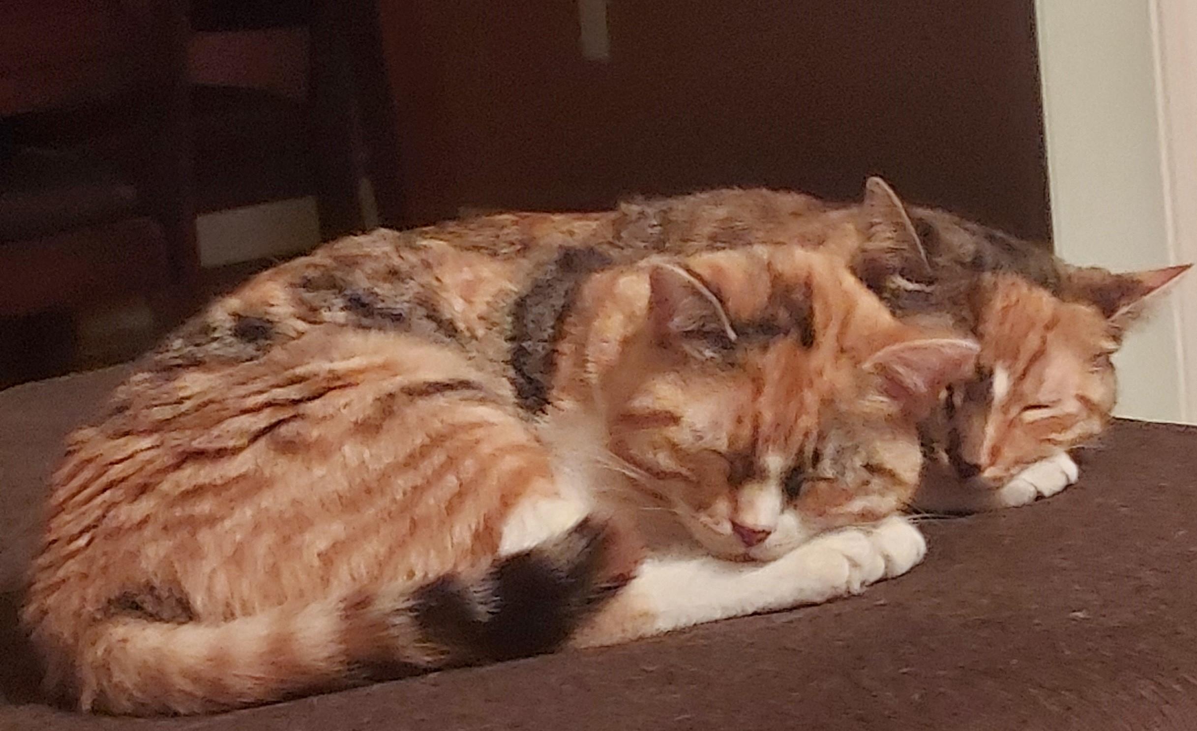 Enlarge MITZVAH & TOVAH (bonded pair), a Adoptable mixed breed in Huntington, NY image 1/4