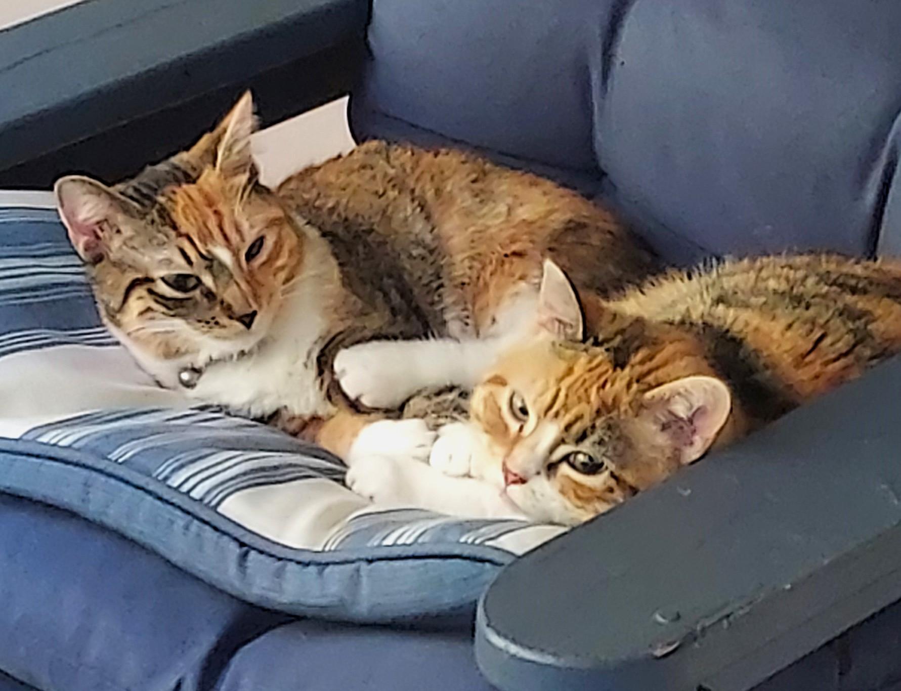 Enlarge MITZVAH & TOVAH (bonded pair), a Adoptable mixed breed in Huntington, NY image 2/4