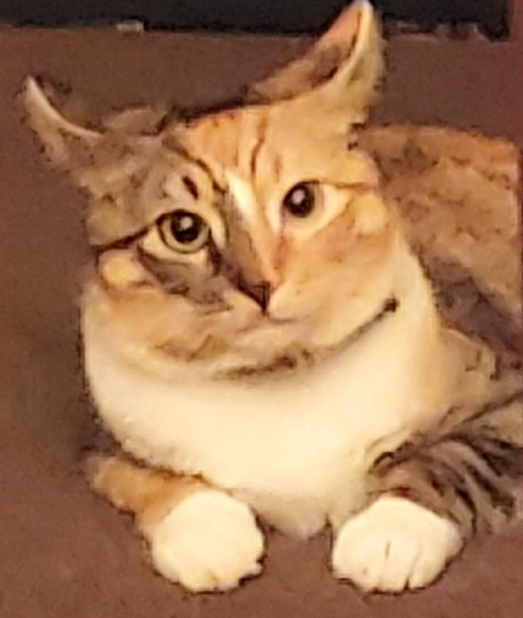 Mitzvah & Tovah thumbnail 4