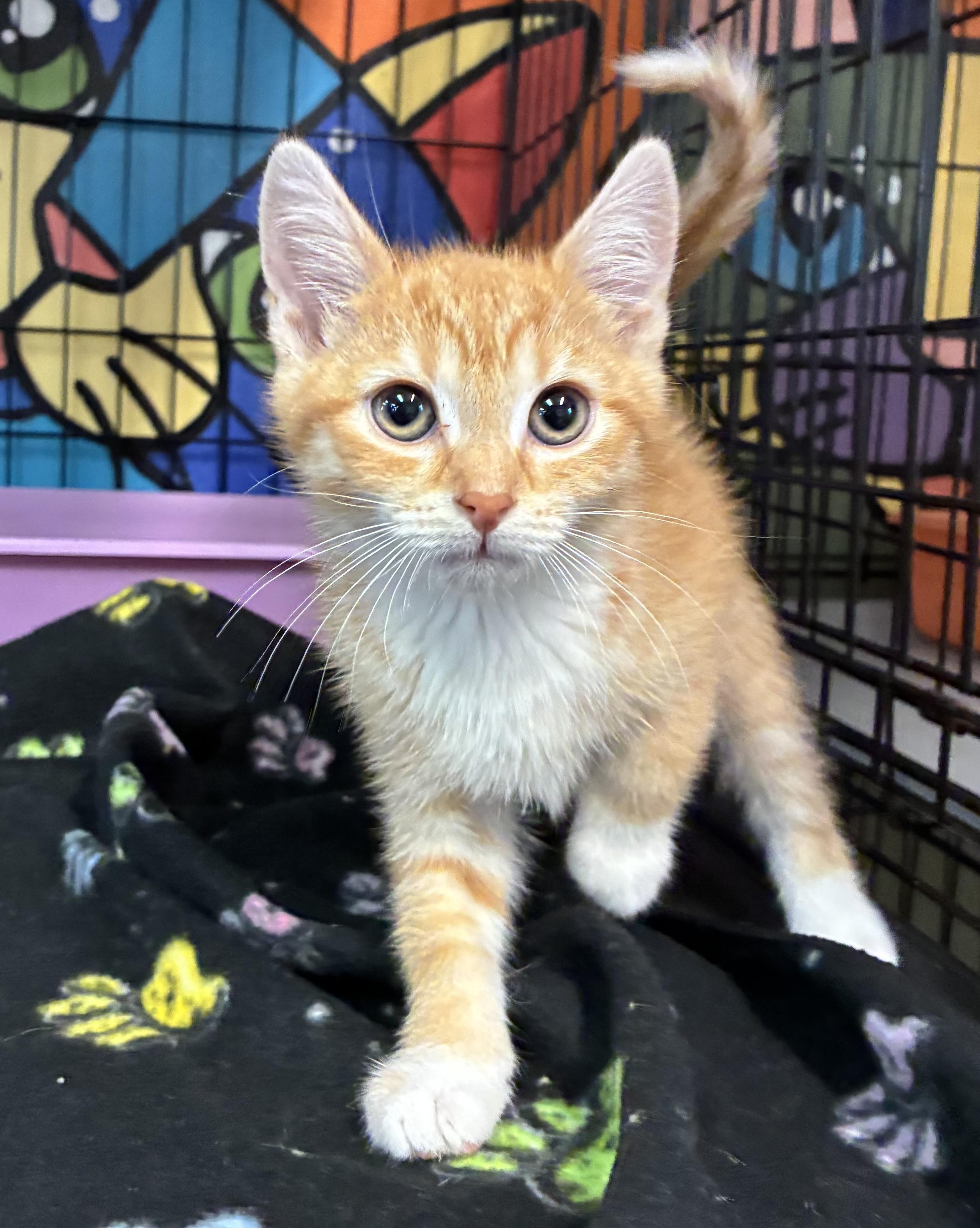 Princess Peach, an adopted Domestic Short Hair in Breinigsville, PA image 2/4