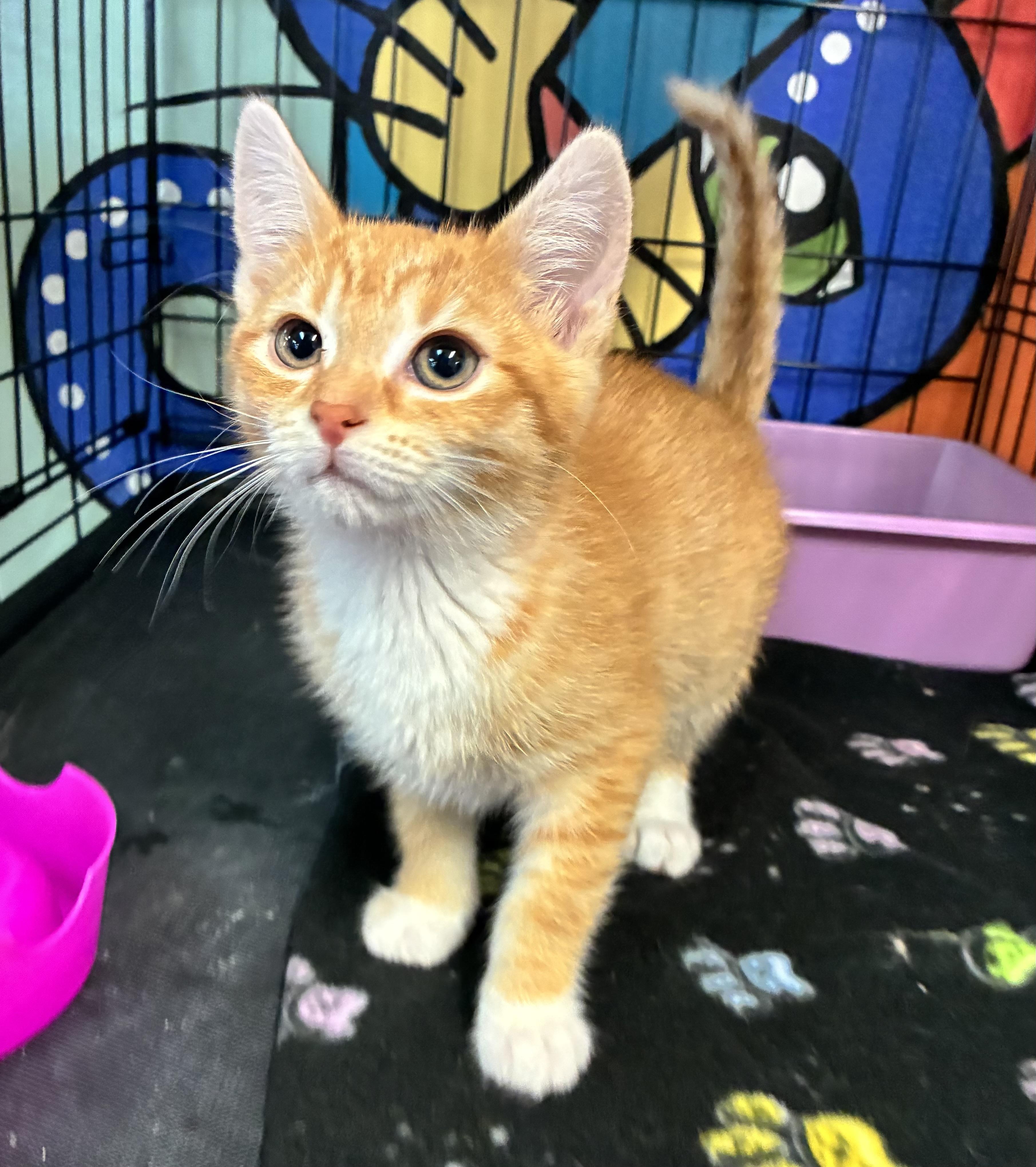 Princess Peach, an adopted Domestic Short Hair in Breinigsville, PA image 3/4