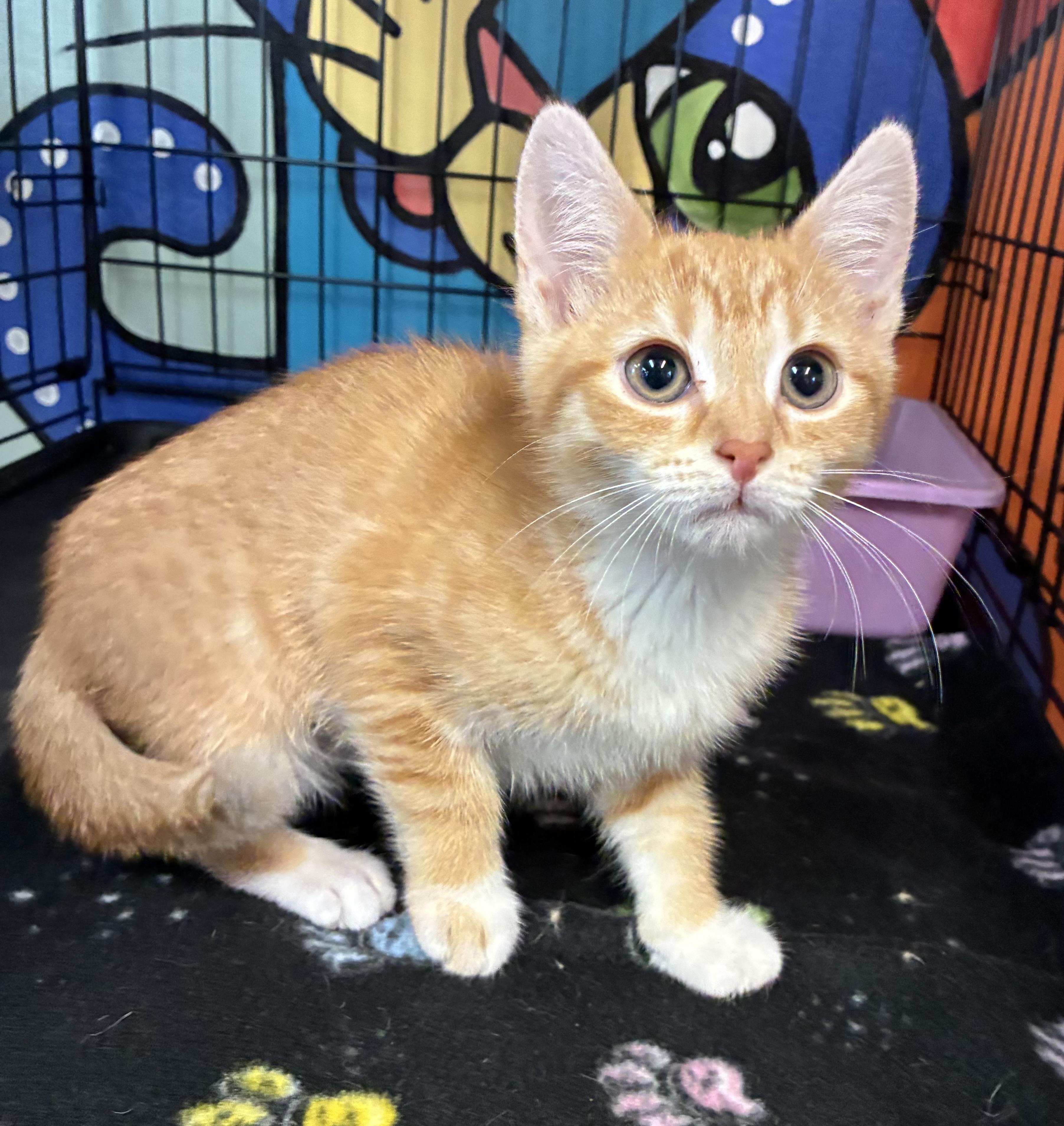 Princess Peach, adopted, Kitten Female Domestic Short Hair.
