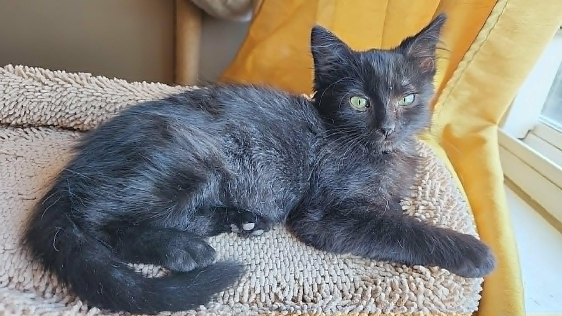 Wesley, adopted, Kitten Male Maine Coon & Domestic Medium Hair.