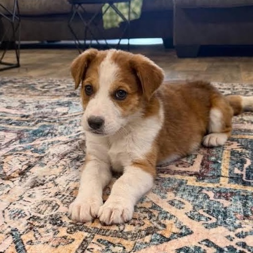 Faith, adopted, Puppy Female Labrador Retriever & Great Pyrenees.