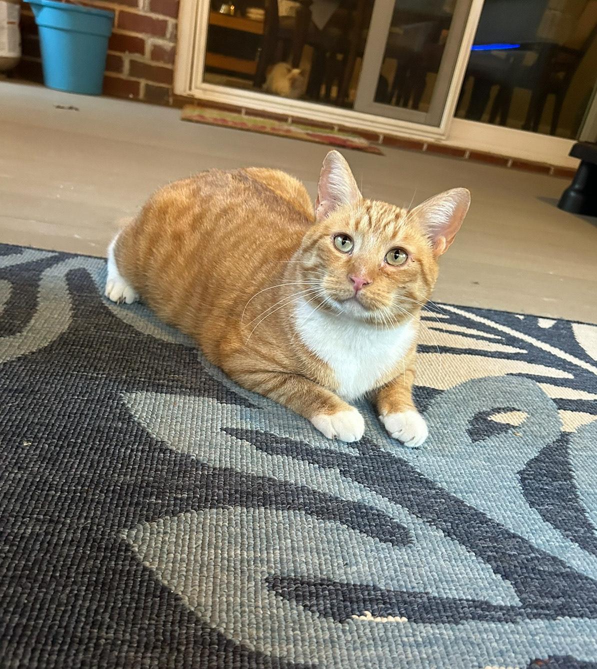 Mac, a Adoptable Domestic Short Hair in Hixson, TN image 6/6