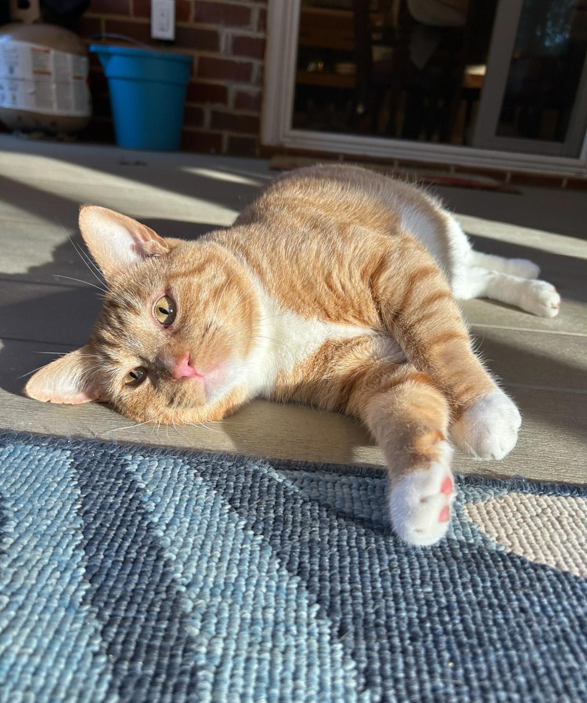 Mac, a Adoptable Domestic Short Hair in Hixson, TN image 5/6