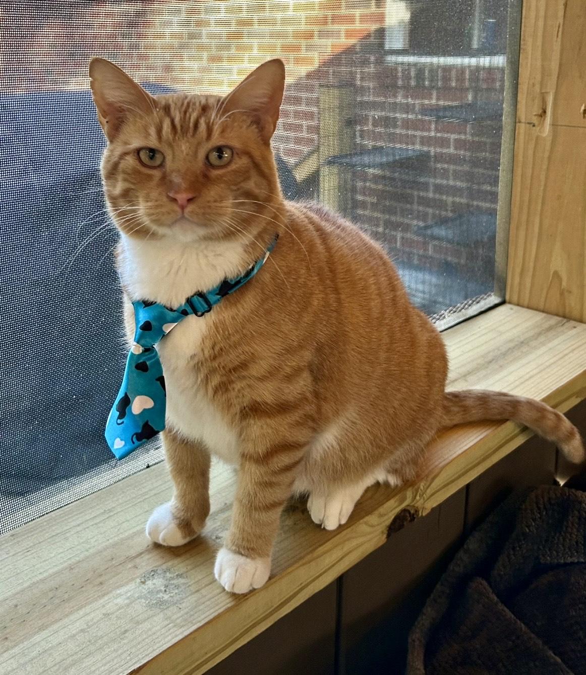 Mac, Adoptable, Young Male Domestic Short Hair.