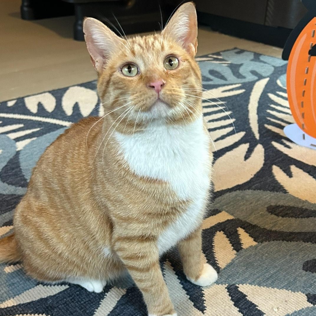 Mac, Adoptable, Young Male Domestic Short Hair.