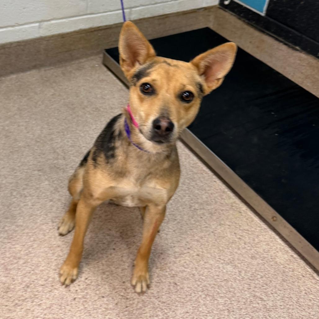 Enlarge Sally, a Adoptable mixed breed in Ardmore, OK image 1/1