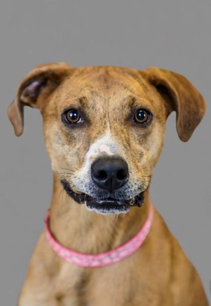Rosa, Adoptable, Puppy Female Terrier & Mixed Breed.