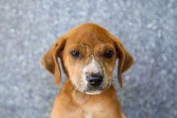 Rosa, a Adoptable mixed breed in Dothan, AL image 2/2
