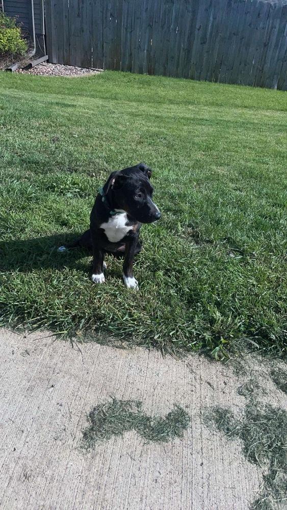 Almond, a Adoptable mixed breed in Rockland, WI image 1/4