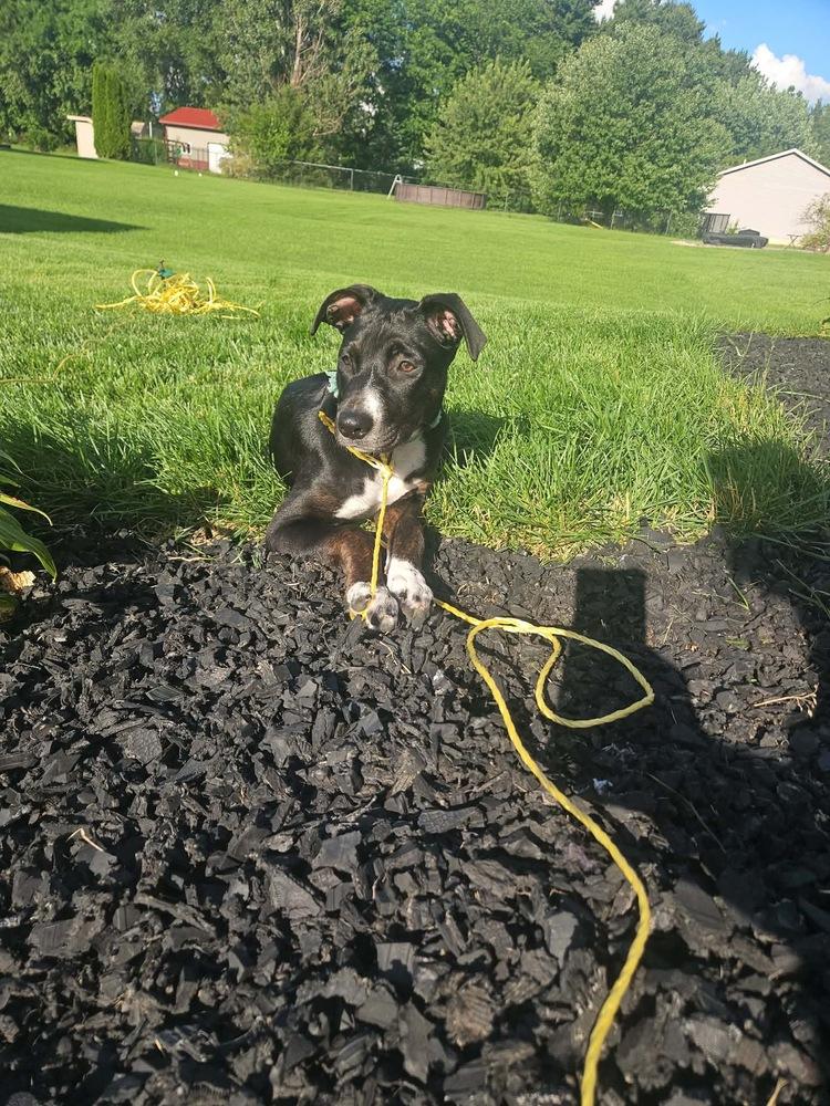 Almond, a Adoptable mixed breed in Rockland, WI image 2/4