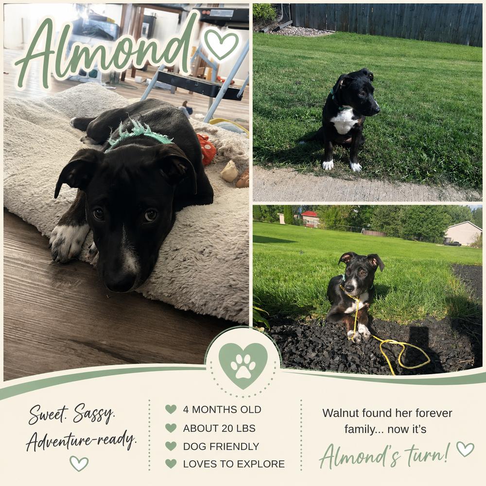 Almond, a Adoptable mixed breed in Rockland, WI image 3/4