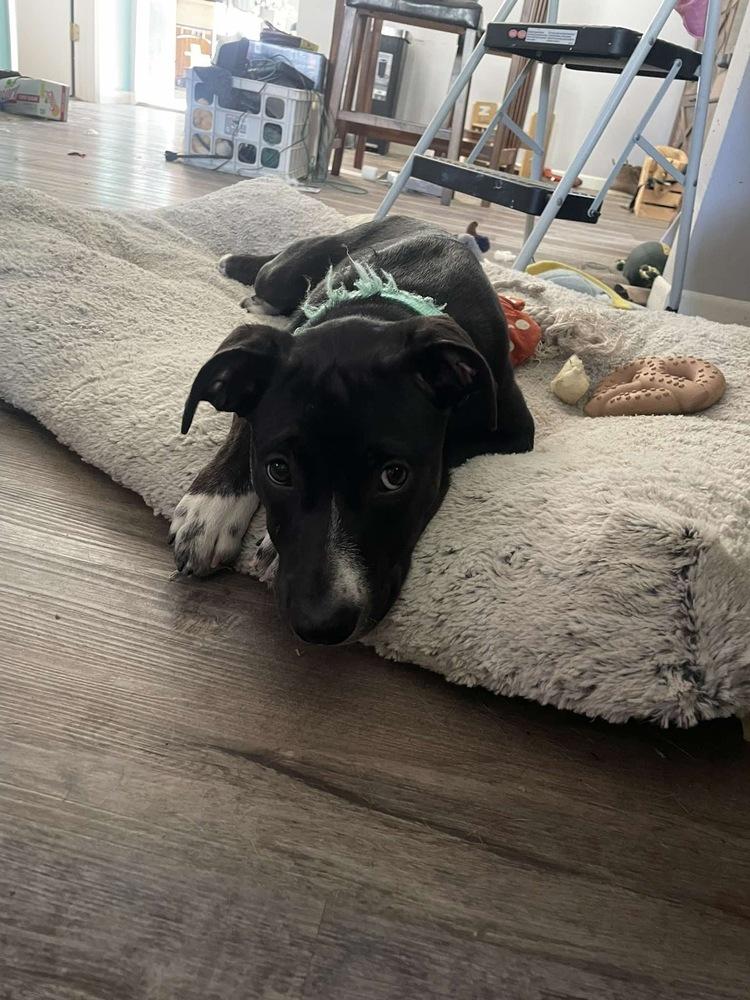 Almond, a Adoptable mixed breed in Rockland, WI image 4/4