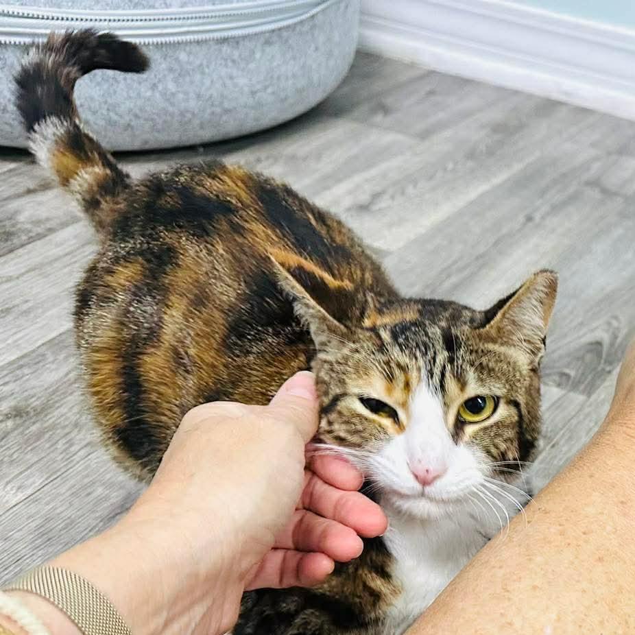 Gracie, Adoptable, Adult Female Domestic Short Hair.
