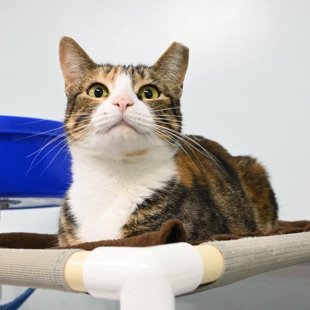Gracie, Adoptable, Adult Female Domestic Short Hair.