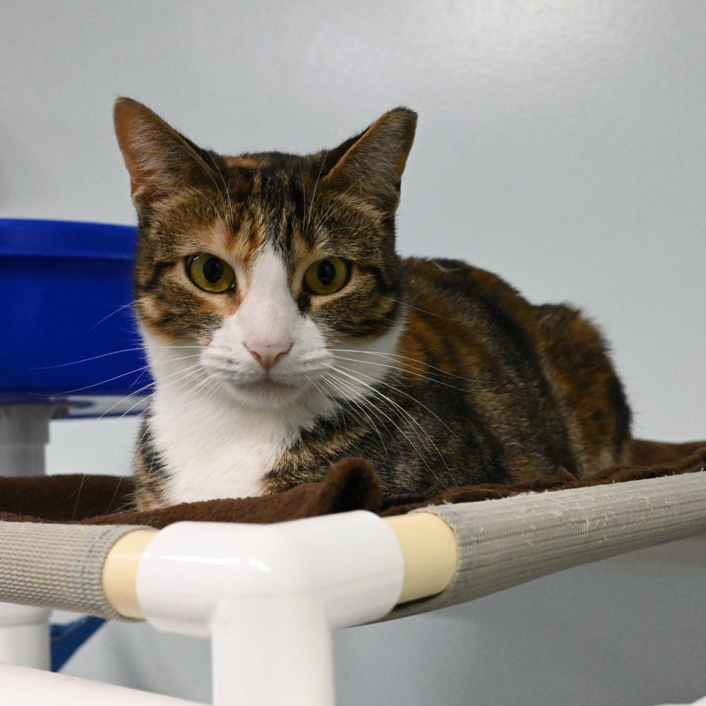 Enlarge Gracie, a Adoptable Domestic Short Hair in Mobile, AL image 2/6