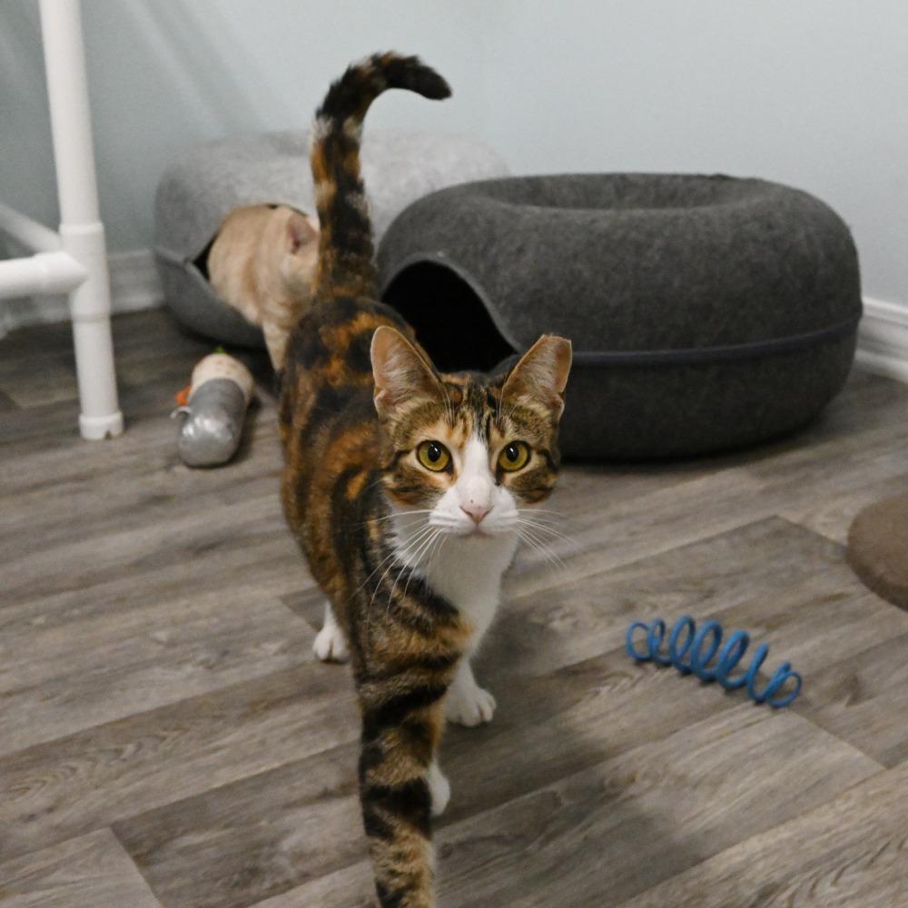 Gracie, a Adoptable Domestic Short Hair in Mobile, AL image 2/5