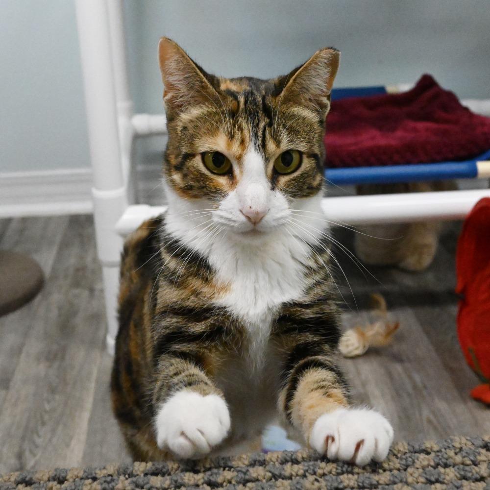 Gracie, a Adoptable Domestic Short Hair in Mobile, AL image 3/5