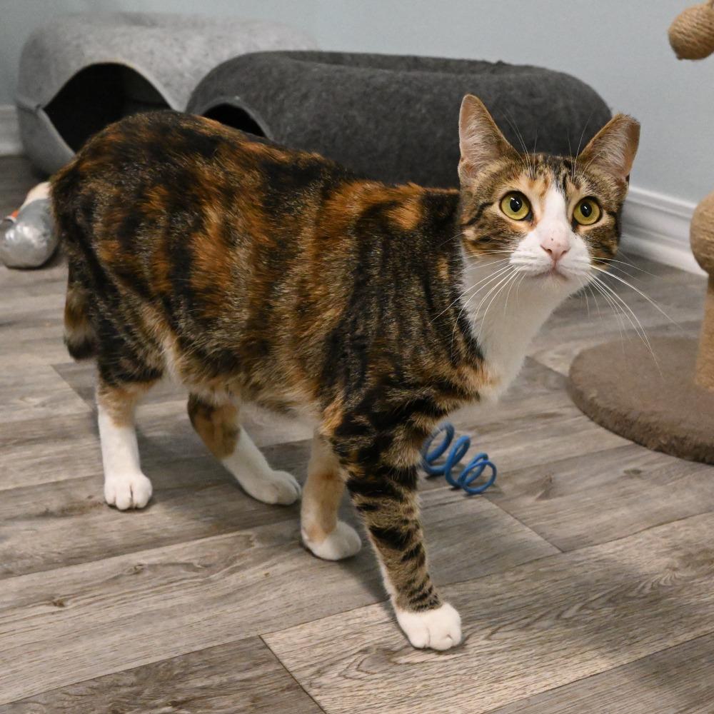 Gracie, a Adoptable Domestic Short Hair in Mobile, AL image 4/5