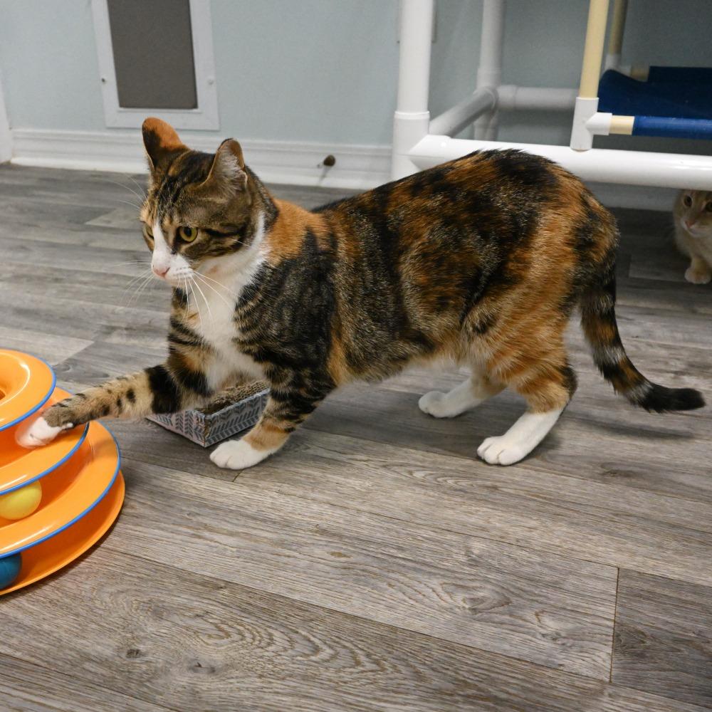 Gracie, a Adoptable Domestic Short Hair in Mobile, AL image 5/5
