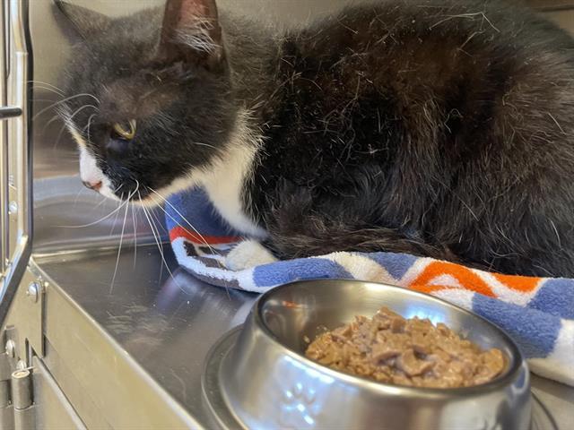Enlarge JAMESON, a Adoptable Domestic Long Hair in Auburn, CA image 1/1