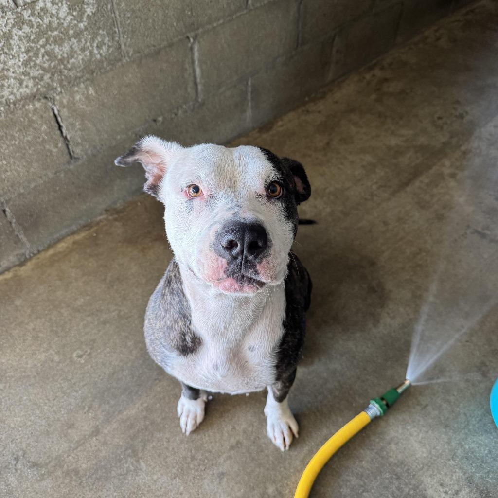 Enlarge Scarlett, a Adoptable Pit Bull Terrier in Tehachapi, CA image 2/6