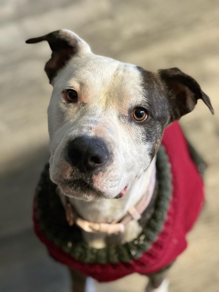 Enlarge Scarlett, a Adoptable Pit Bull Terrier in Tehachapi, CA image 3/6