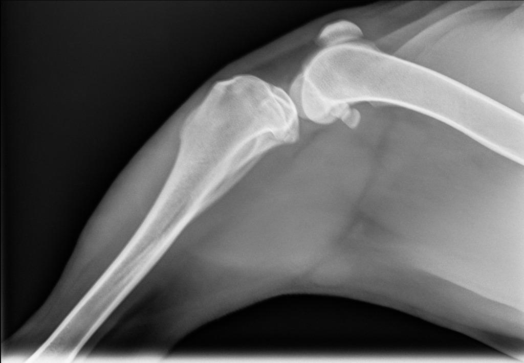 Scarlett, Adoptable, Adult Female Pit Bull Terrier.