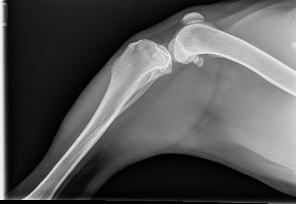 Enlarge Scarlett, a Adoptable Pit Bull Terrier in Tehachapi, CA image 2/6