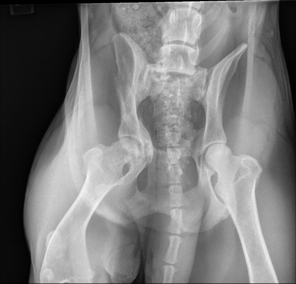 Enlarge Scarlett, a Adoptable Pit Bull Terrier in Tehachapi, CA image 3/6