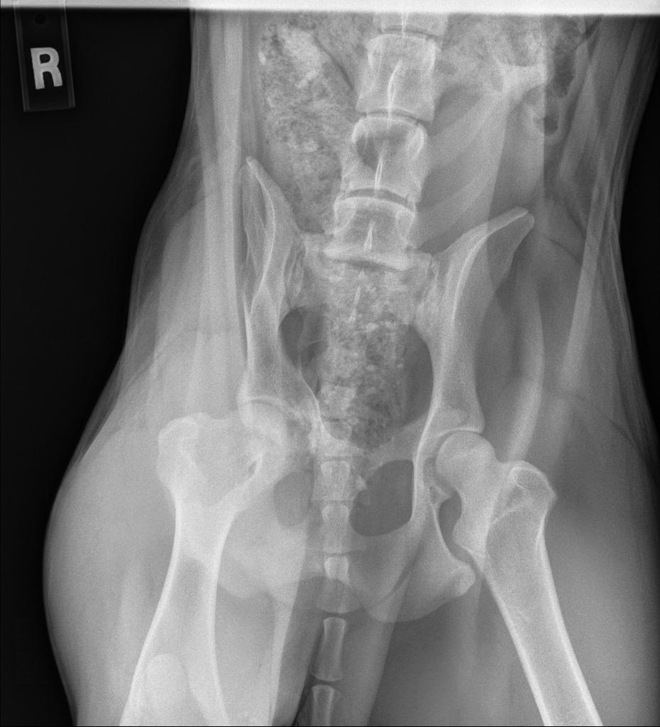 Enlarge Scarlett, a Adoptable Pit Bull Terrier in Tehachapi, CA image 4/6