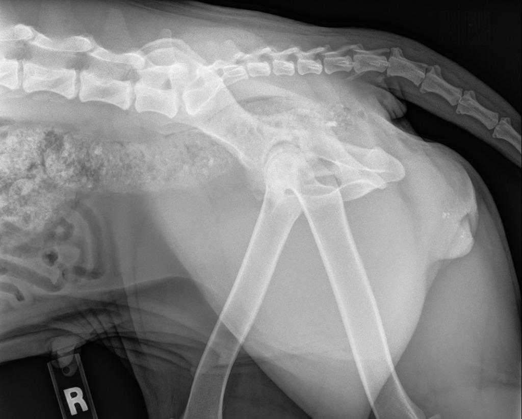 Enlarge Scarlett, a Adoptable Pit Bull Terrier in Tehachapi, CA image 5/6