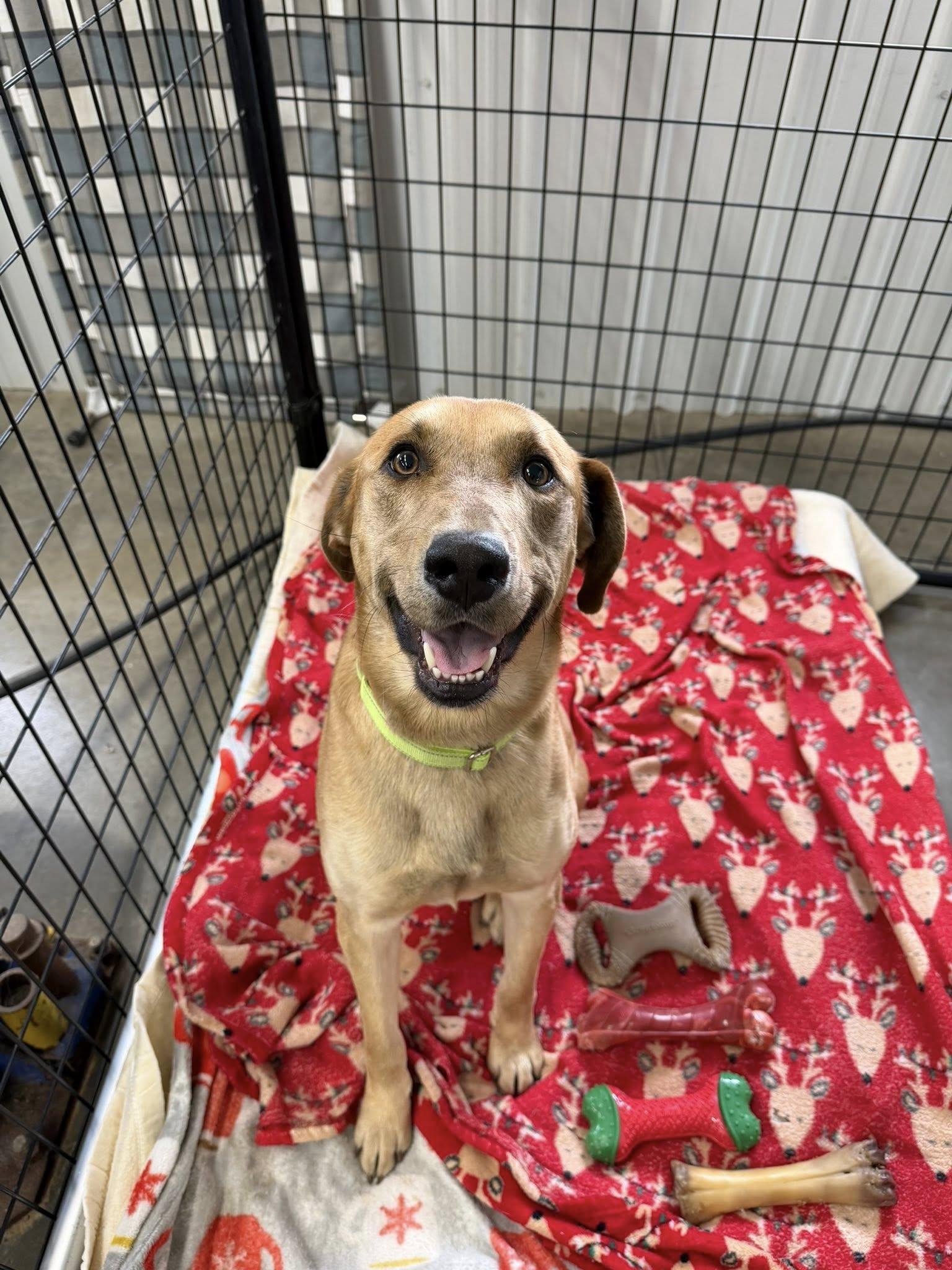 Enlarge Arthur, a ADOPTABLE mixed breed in Winamac, IN image 1/1