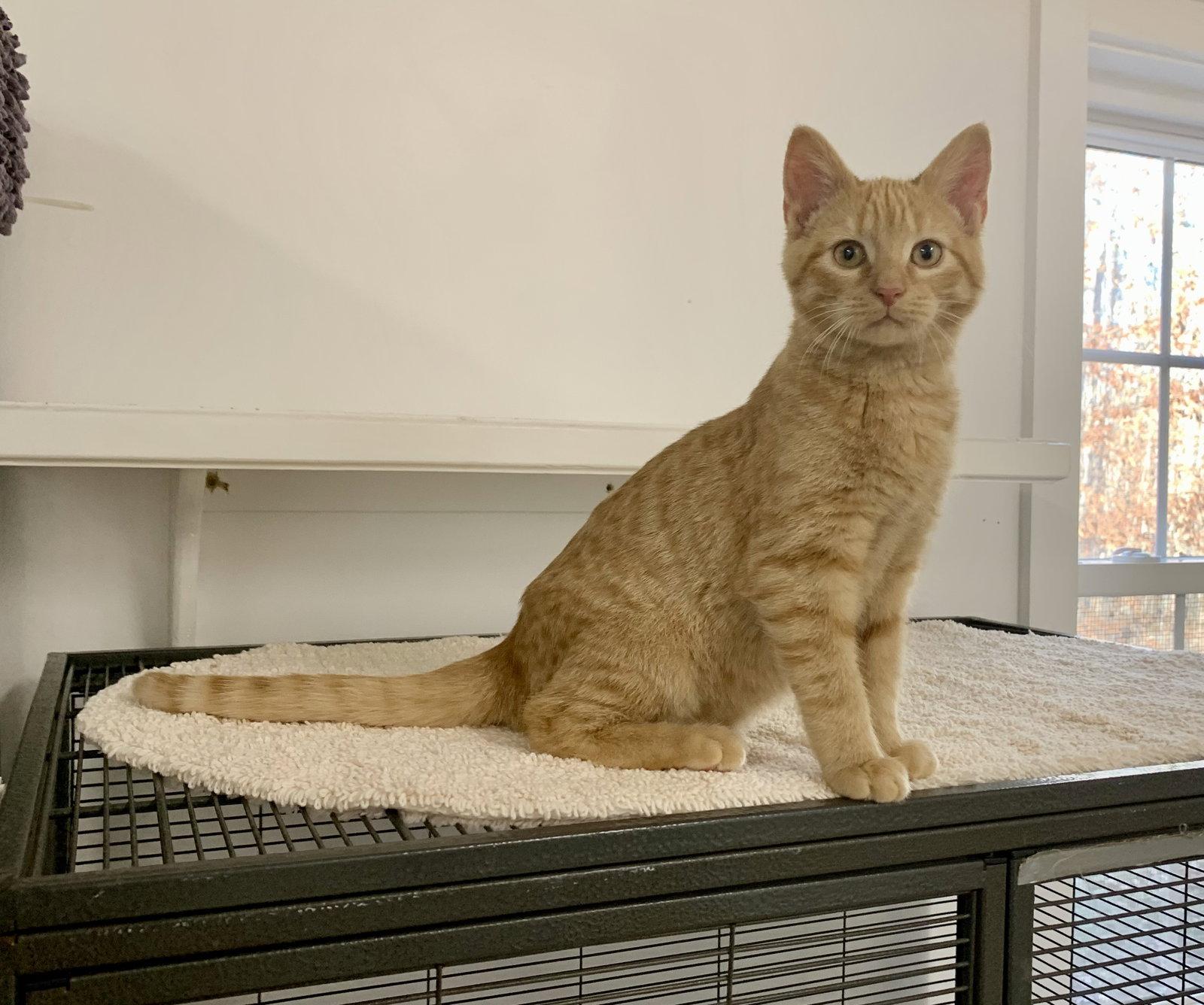 Otis, a Adopted mixed breed in Mc Cormick, SC image 1/3