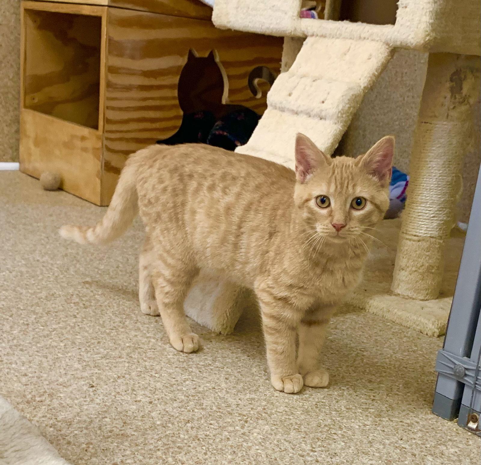 Otis, a Adopted mixed breed in Mc Cormick, SC image 2/3