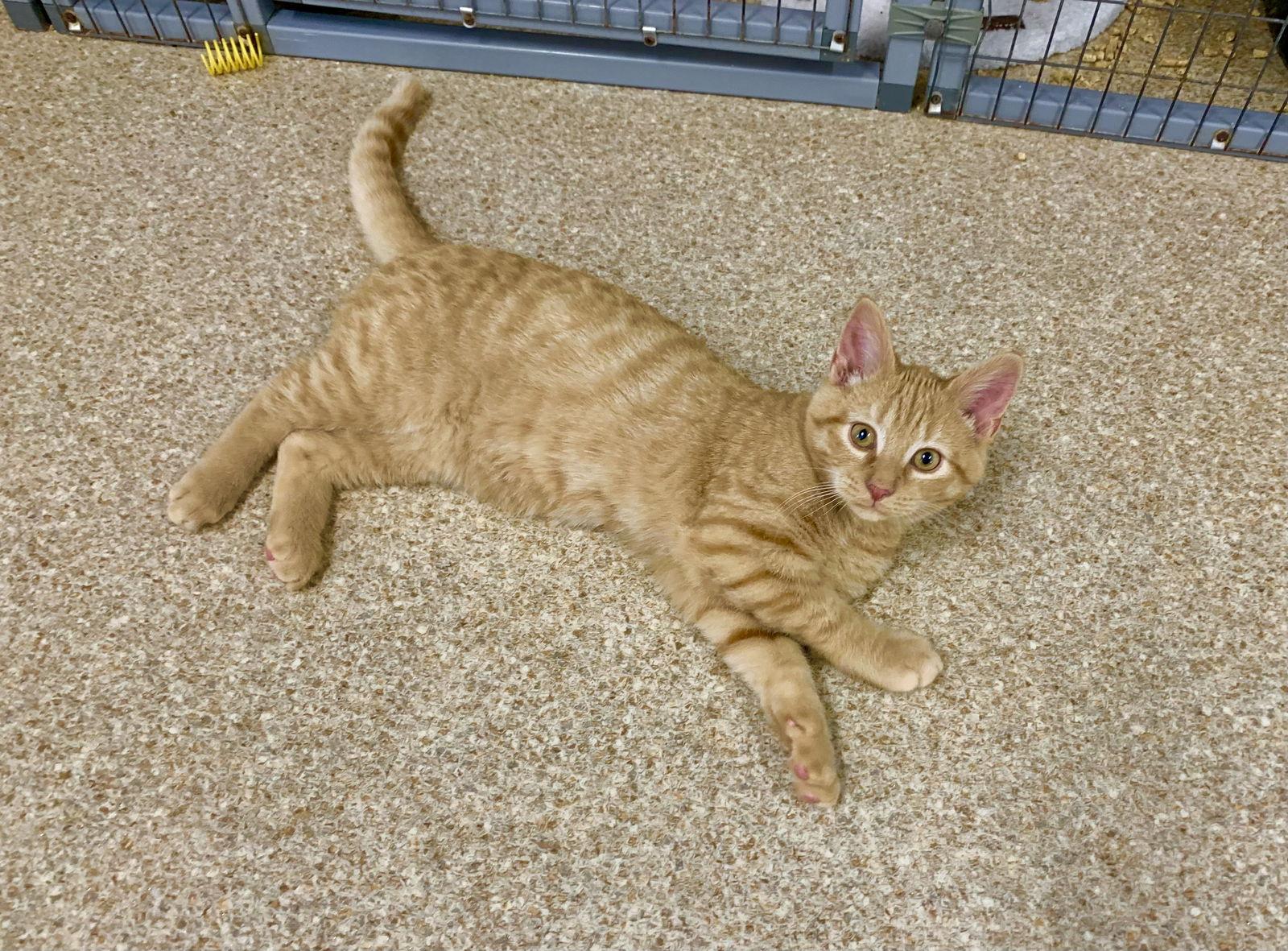 Otis, a Adopted mixed breed in Mc Cormick, SC image 3/3