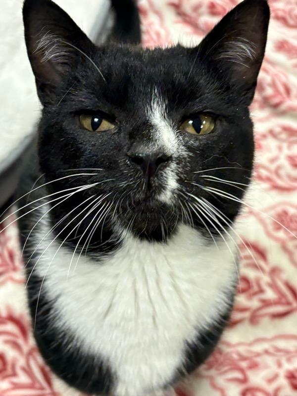 Enlarge Leo, a ADOPTABLE Domestic Short Hair in Sudbury, MA image 1/1