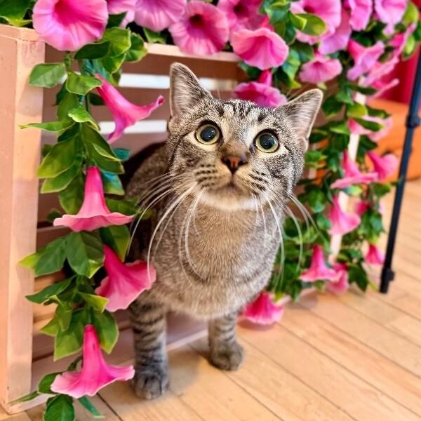 Hector Faith — thumbnail 2