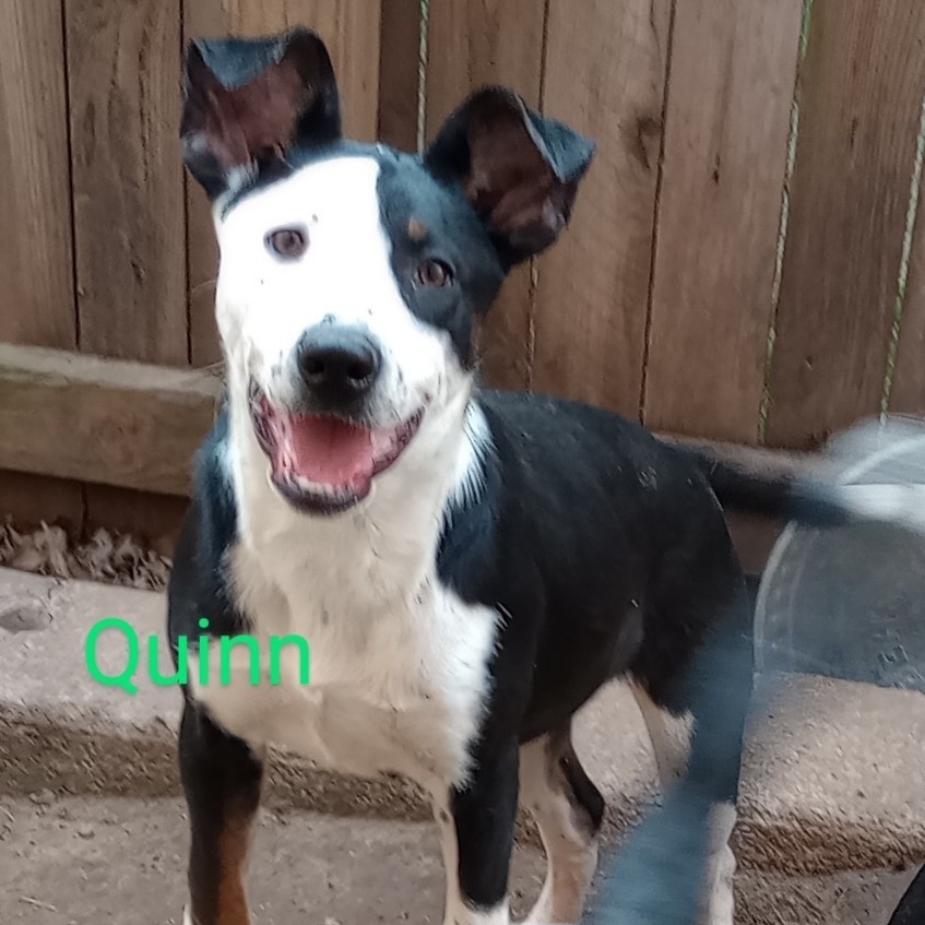 Quinn, an adoptable Australian Cattle Dog / Blue Heeler in Bixby, OK, 74008 | Photo Image 3