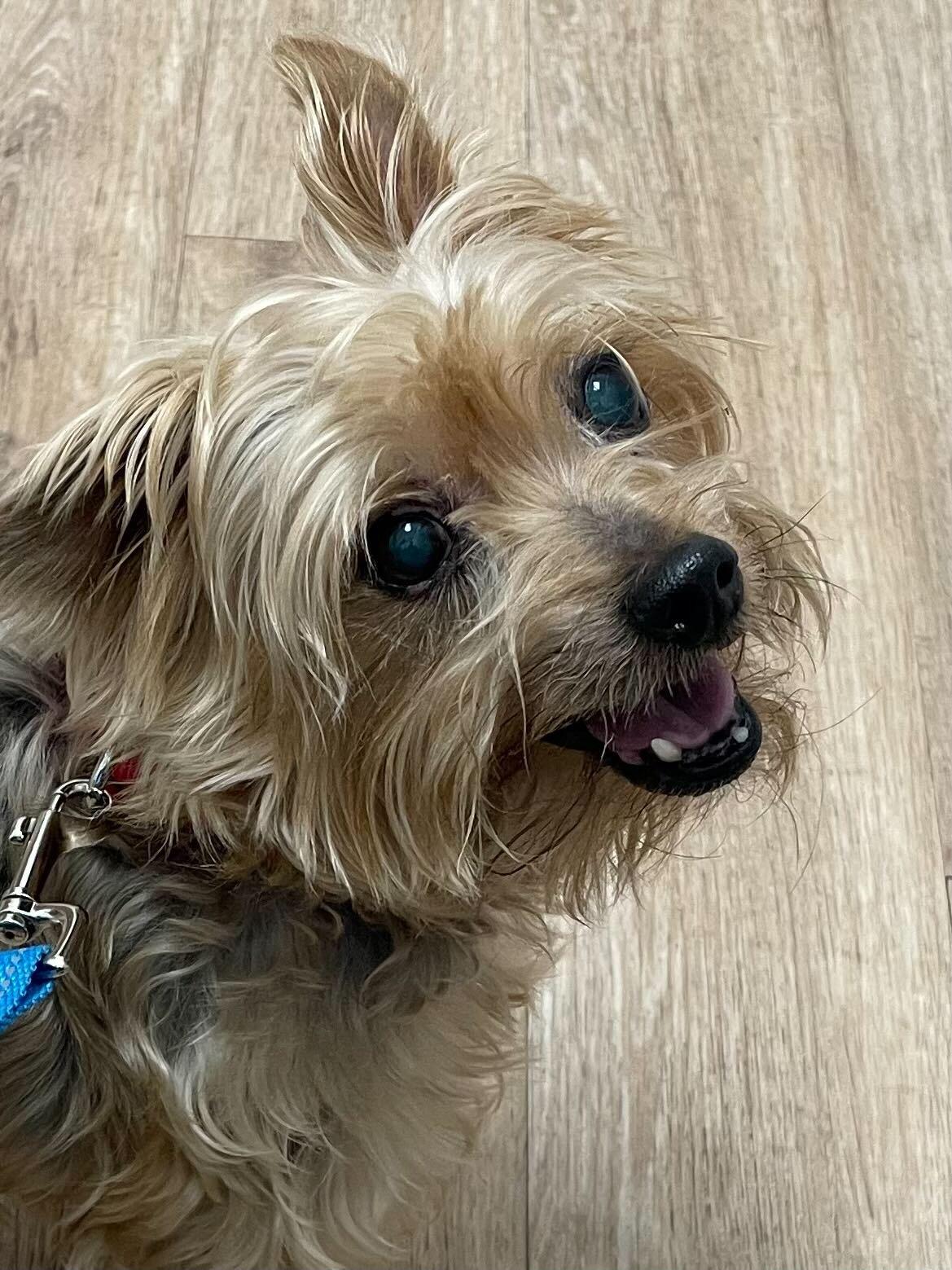 Enlarge Jagger, an adoptable Yorkshire Terrier in Scituate, MA image 3/3