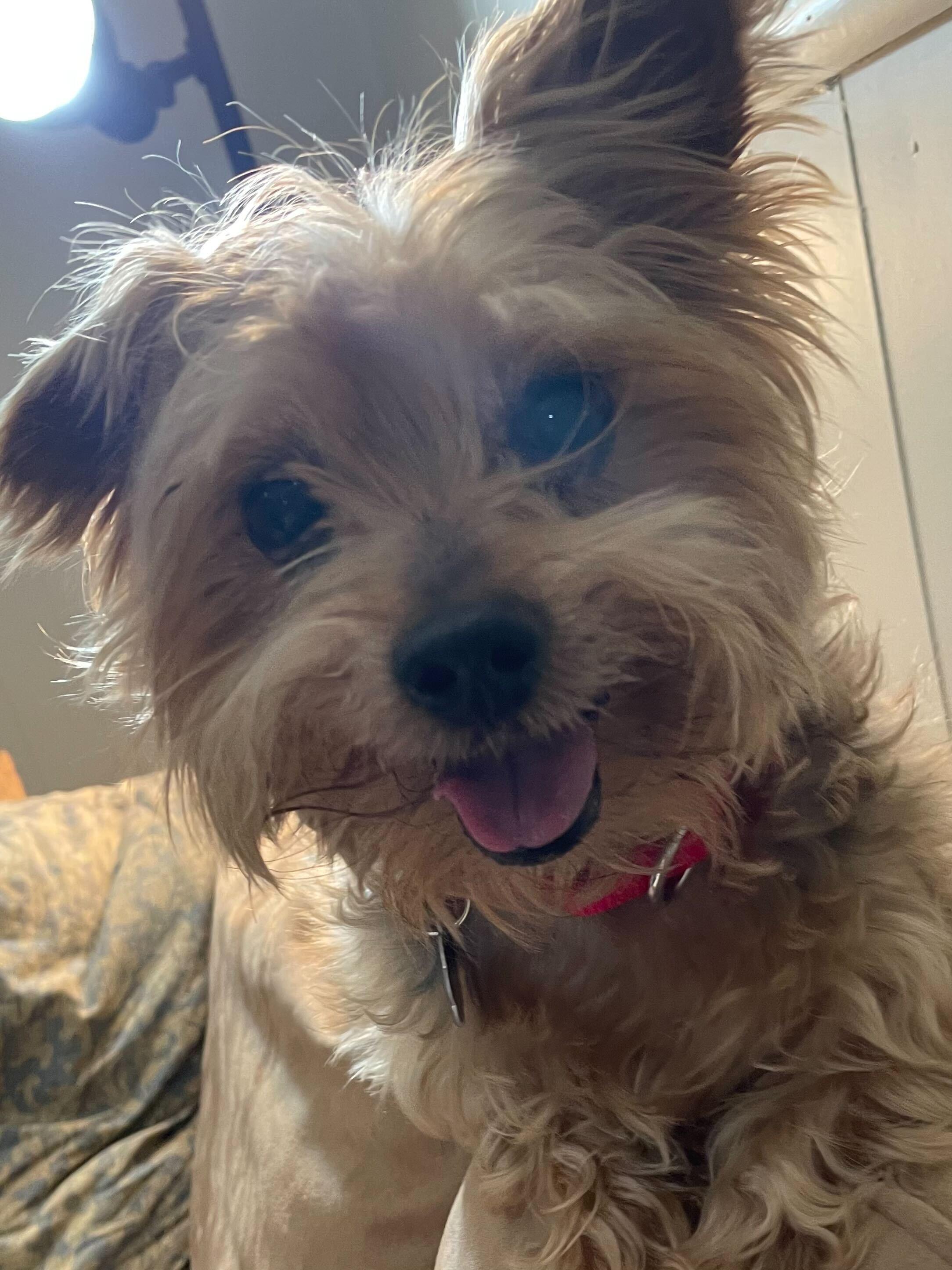 Enlarge Jagger, an adoptable Yorkshire Terrier in Scituate, MA image 2/3