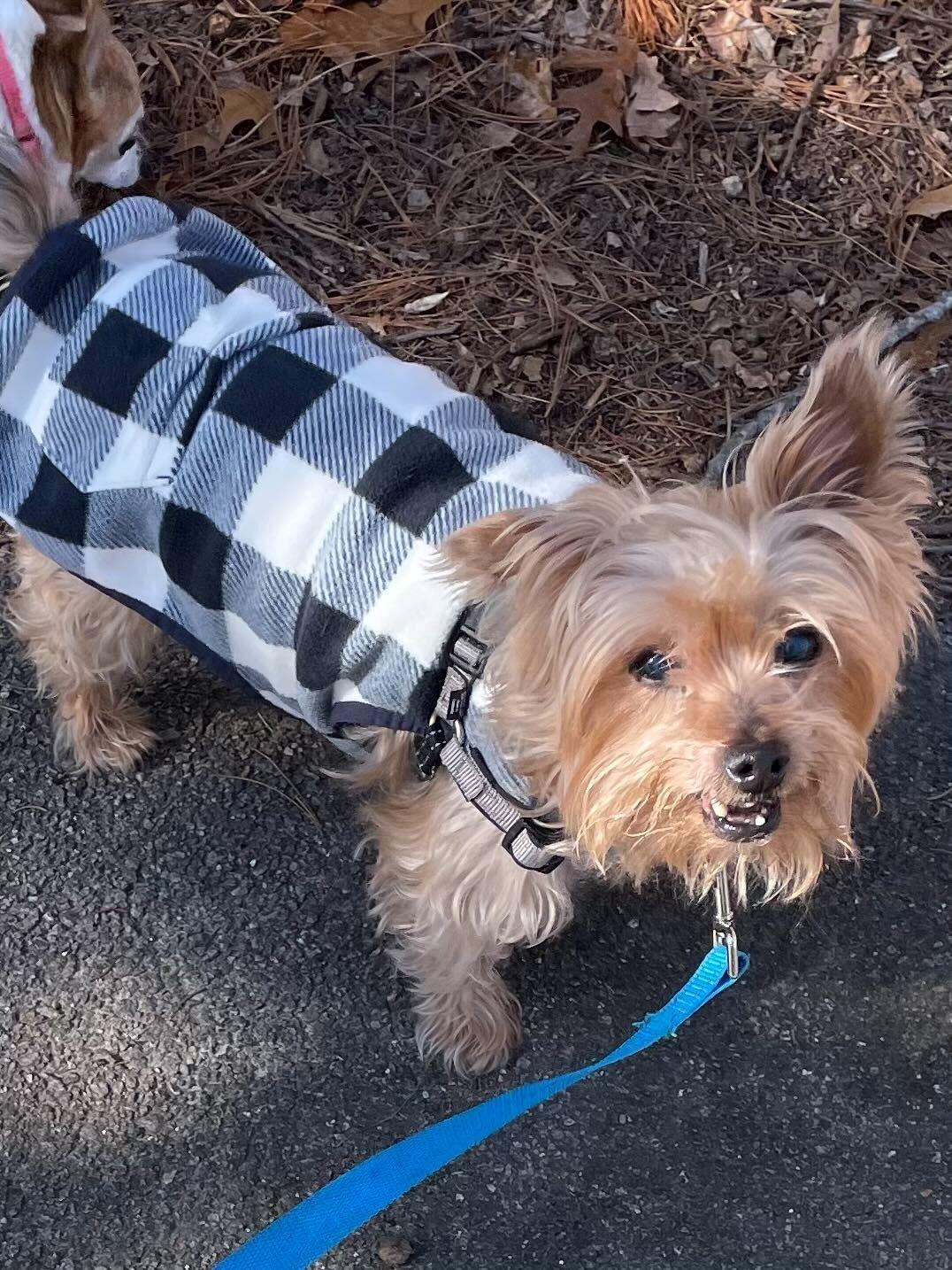 Enlarge Jagger, an adoptable Yorkshire Terrier in Scituate, MA image 1/3